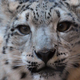 No es fácil encontrar un leopardo de las nieves en las montañas.